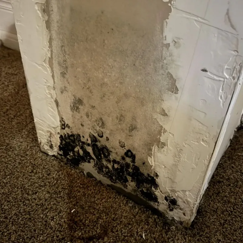 Professional Mold Removal in Butler County, NE